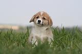 CORGI PEMBROKE 1242